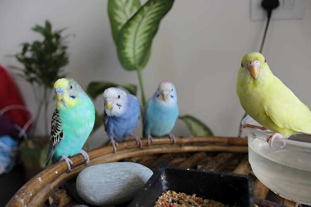 Quality Bird Supplies for Healthy Companions